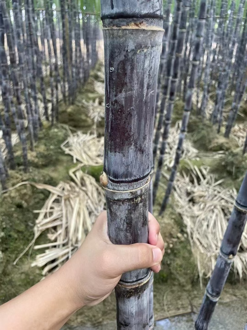云南甘蔗黑皮甘蔗大量上市，货源充足！对接全国市场电商