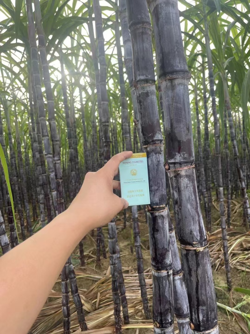 云南甘蔗黑皮甘蔗大量上市，货源充足！对接全国市场电商