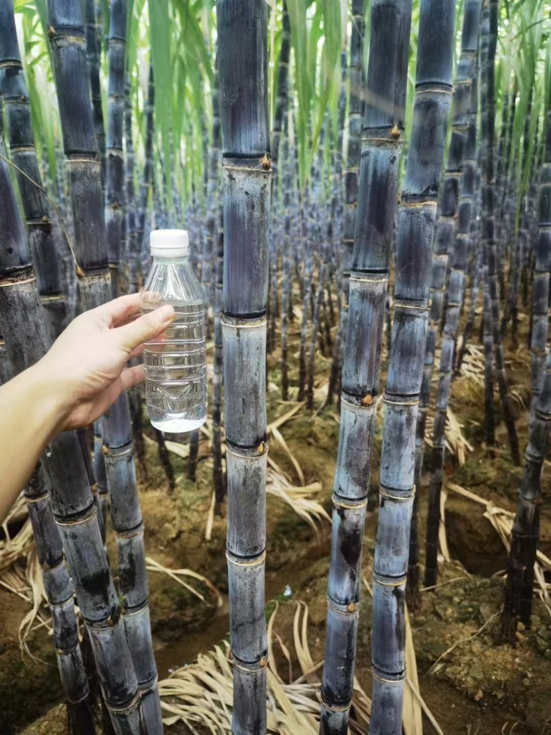 云南甘蔗黑皮甘蔗大量上市，货源充足！对接全国市场电商