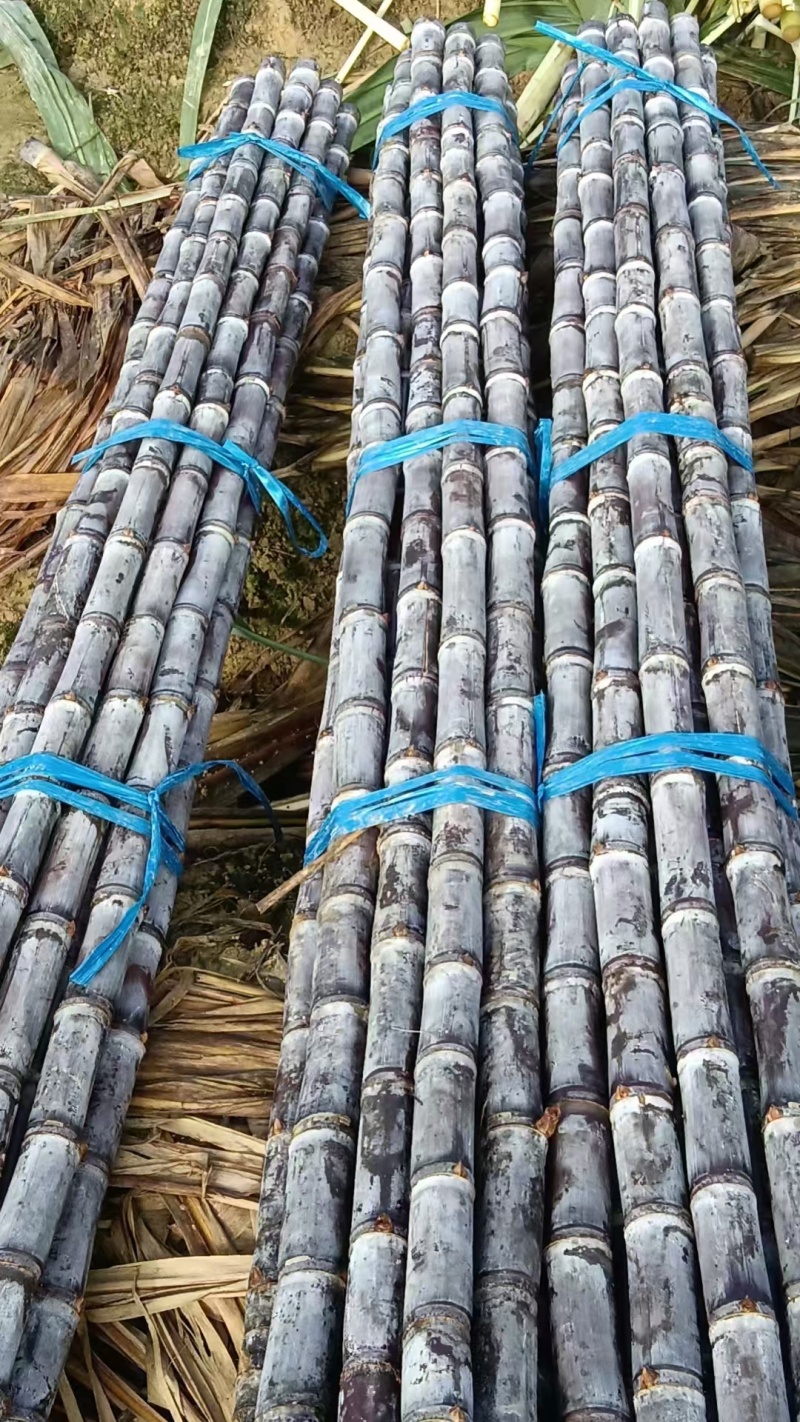 云南甘蔗黑皮甘蔗大量上市，货源充足！对接全国市场电商