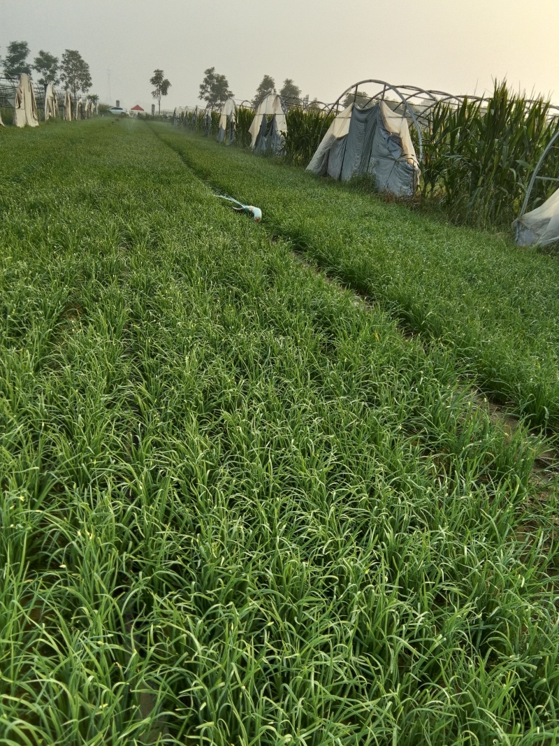 韭菜根