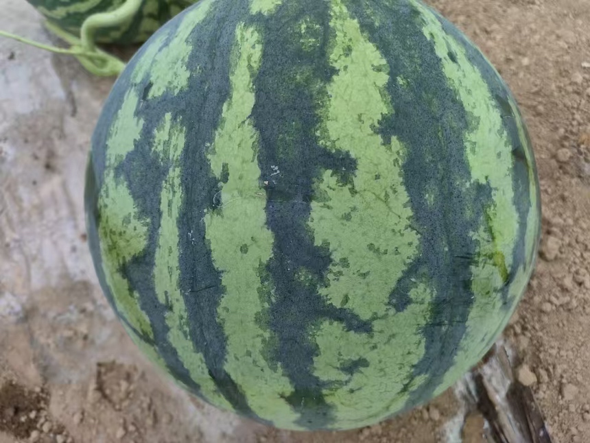 一张高清图片展示一颗完整的麒麟西瓜,表面有清晰的深绿色与浅绿色条纹,瓜蒂翠绿 麒麟西瓜外观展示