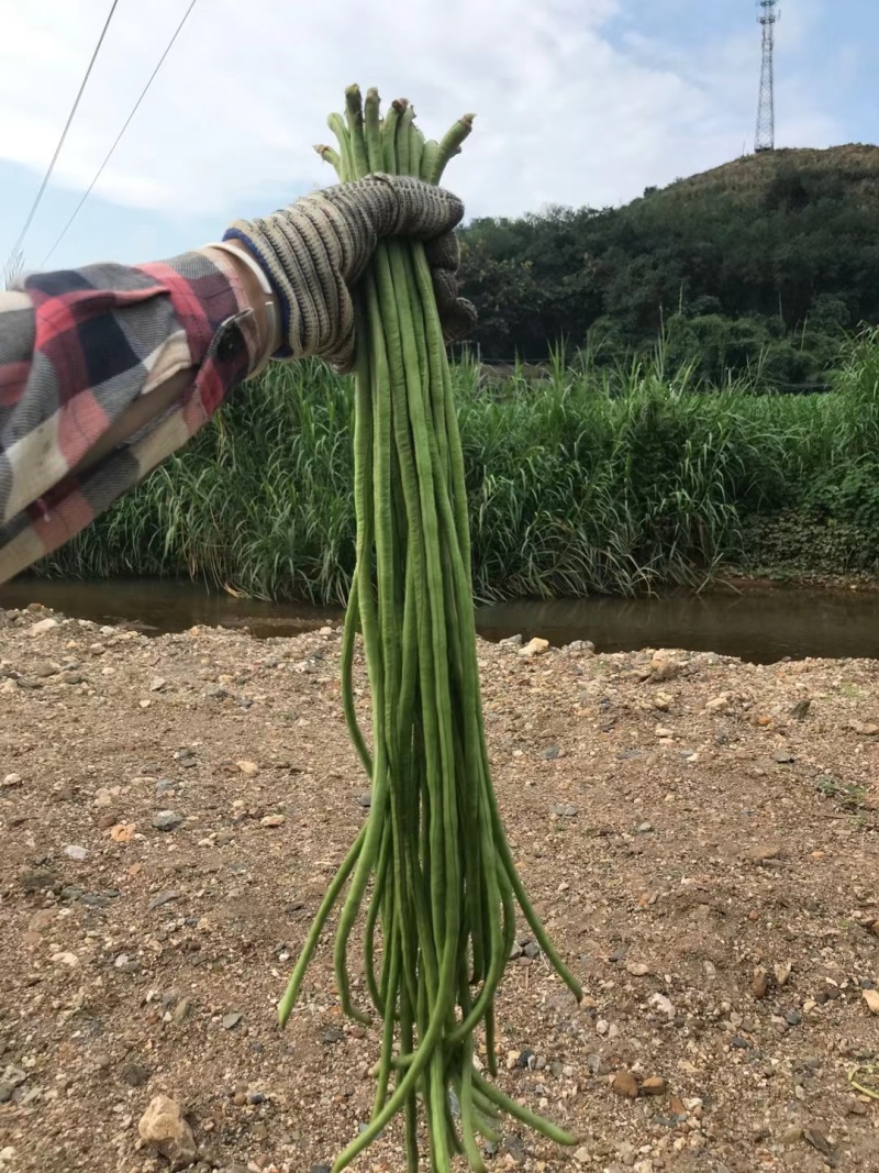 西双版纳豇豆