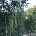 西双版纳豇豆