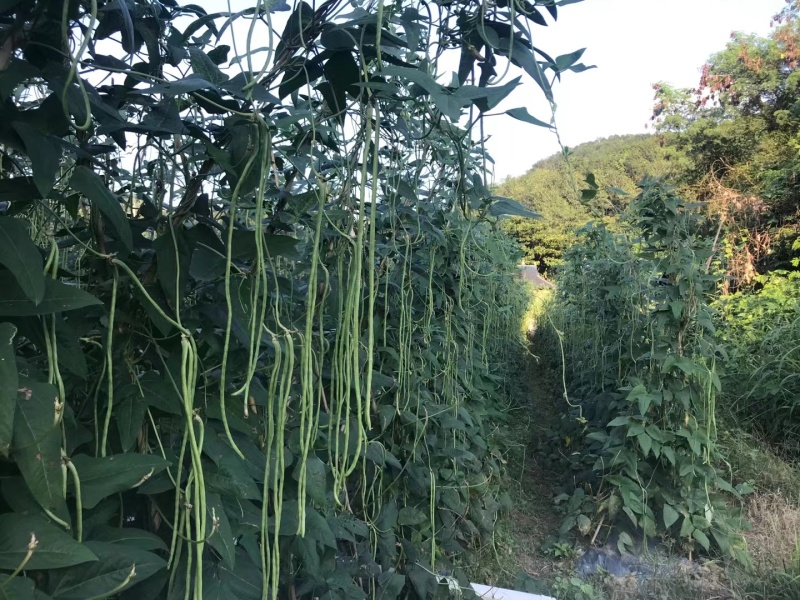 西双版纳豇豆