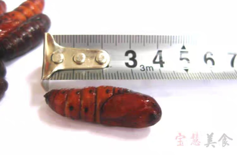 松虎蛹松蛹核桃蛹核桃虫松虎蛹子高蛋白低脂肪食用昆虫油炸