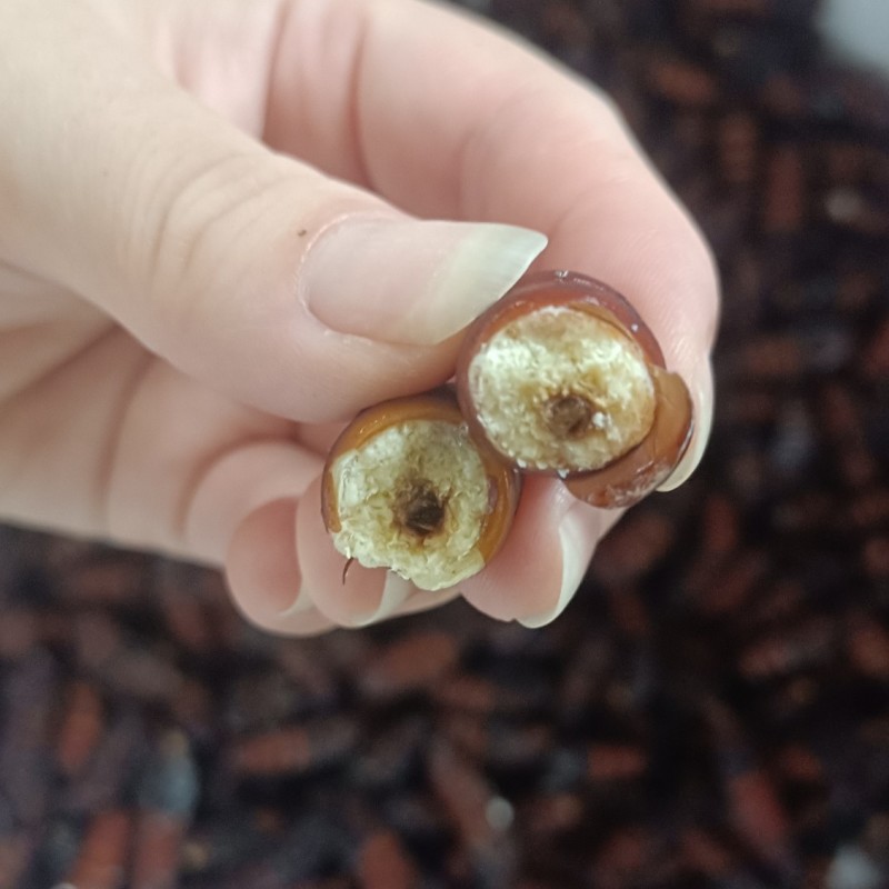 松虎蛹松蛹核桃蛹核桃虫松虎蛹子高蛋白低脂肪食用昆虫油炸