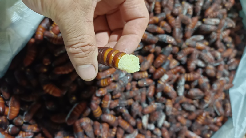 松虎蛹松蛹核桃蛹核桃虫松虎蛹子高蛋白低脂肪食用昆虫油炸