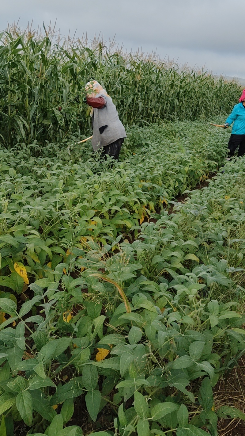 内蒙千亩有机35土豆，货源充足。保质保量欢迎电话联系