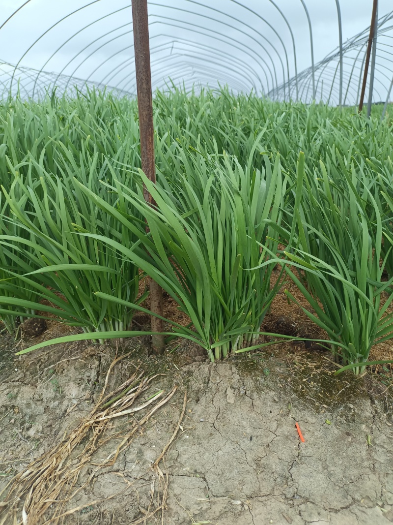 上海奉贤头刀大叶韭菜占地60亩