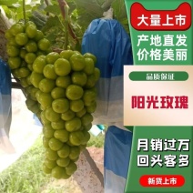 【葡萄】精品阳光玫瑰大量上市现摘现发一手货源全国发货
