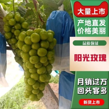 【葡萄】精品阳光玫瑰大量上市现摘现发一手货源全国发货