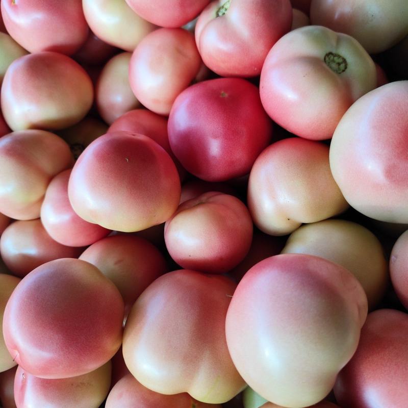 聊城产地万亩硬粉西红柿货多量大质量回升