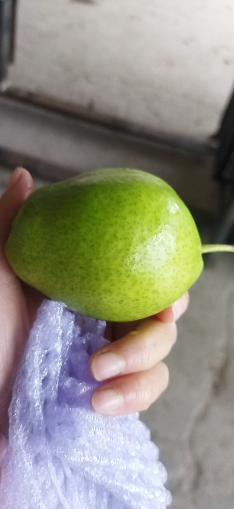 酥梨