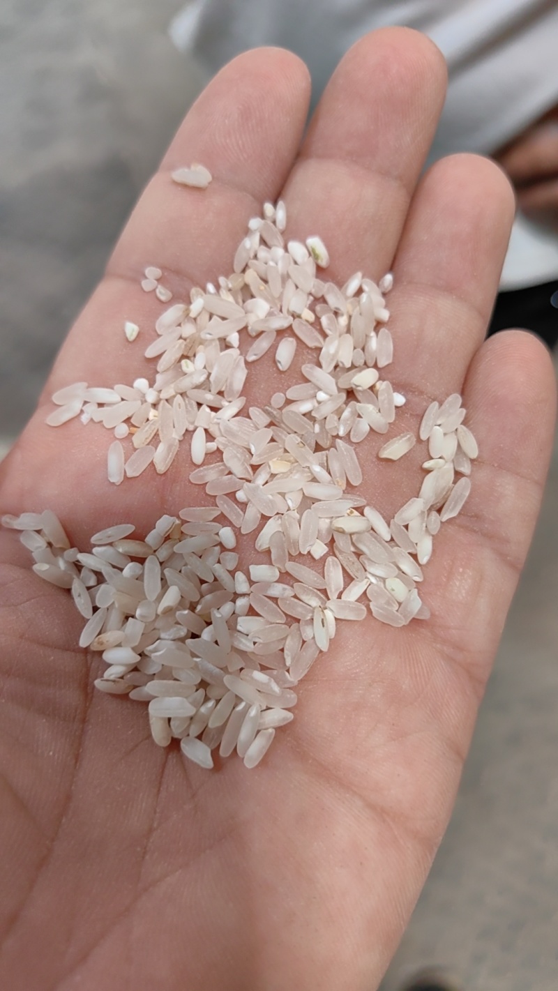 粉米，早米，食堂米