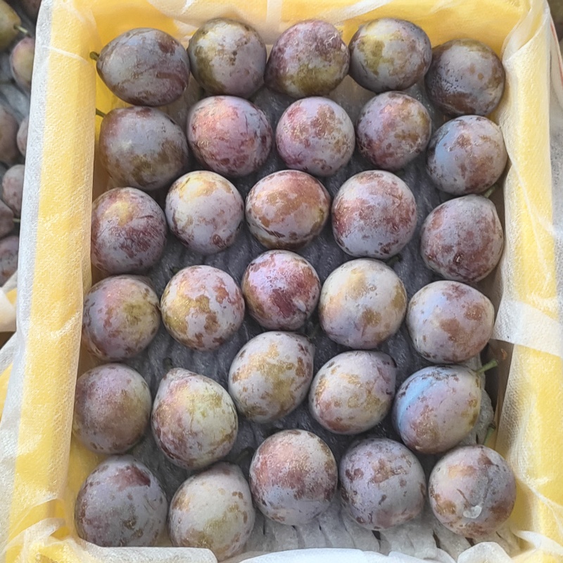 新疆喀什伽师西梅