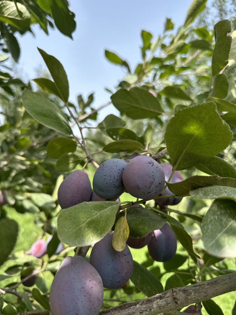 新疆喀什伽师西梅