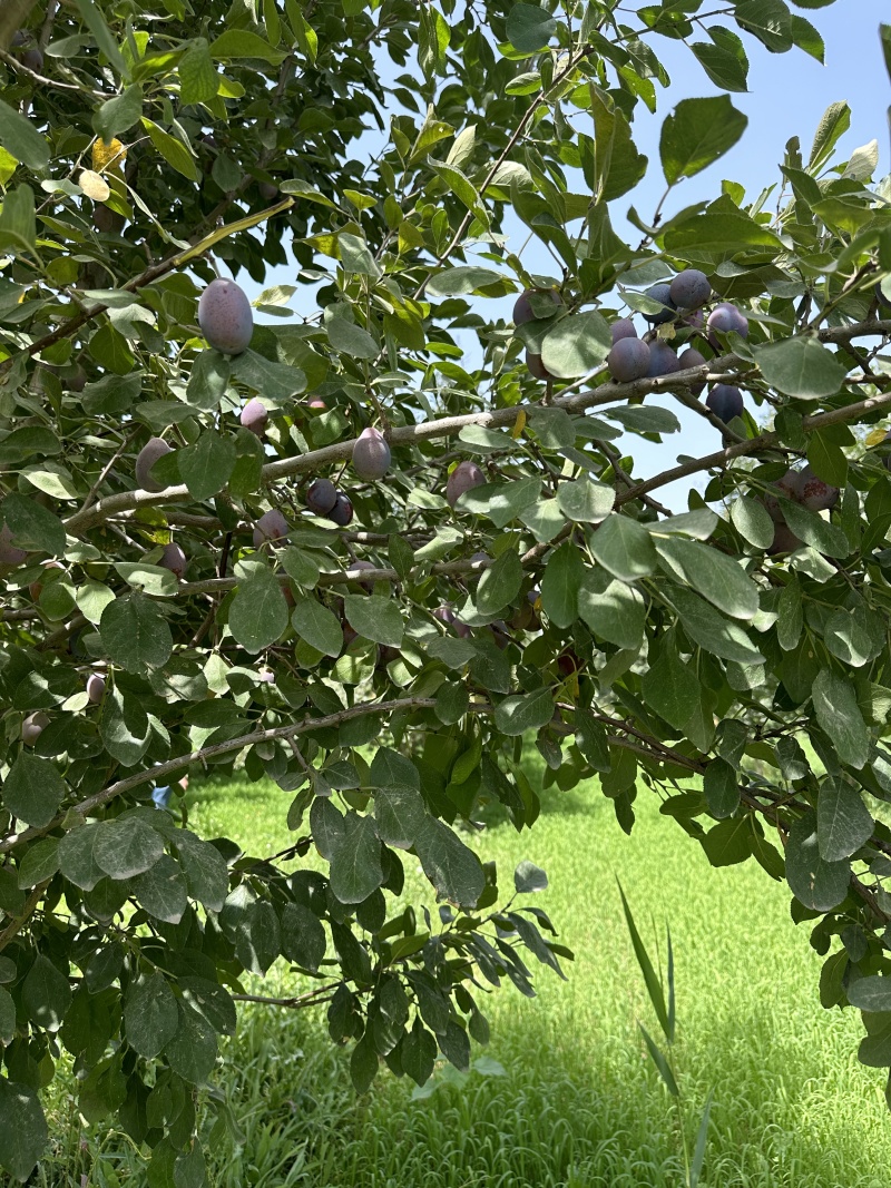 新疆喀什伽师西梅