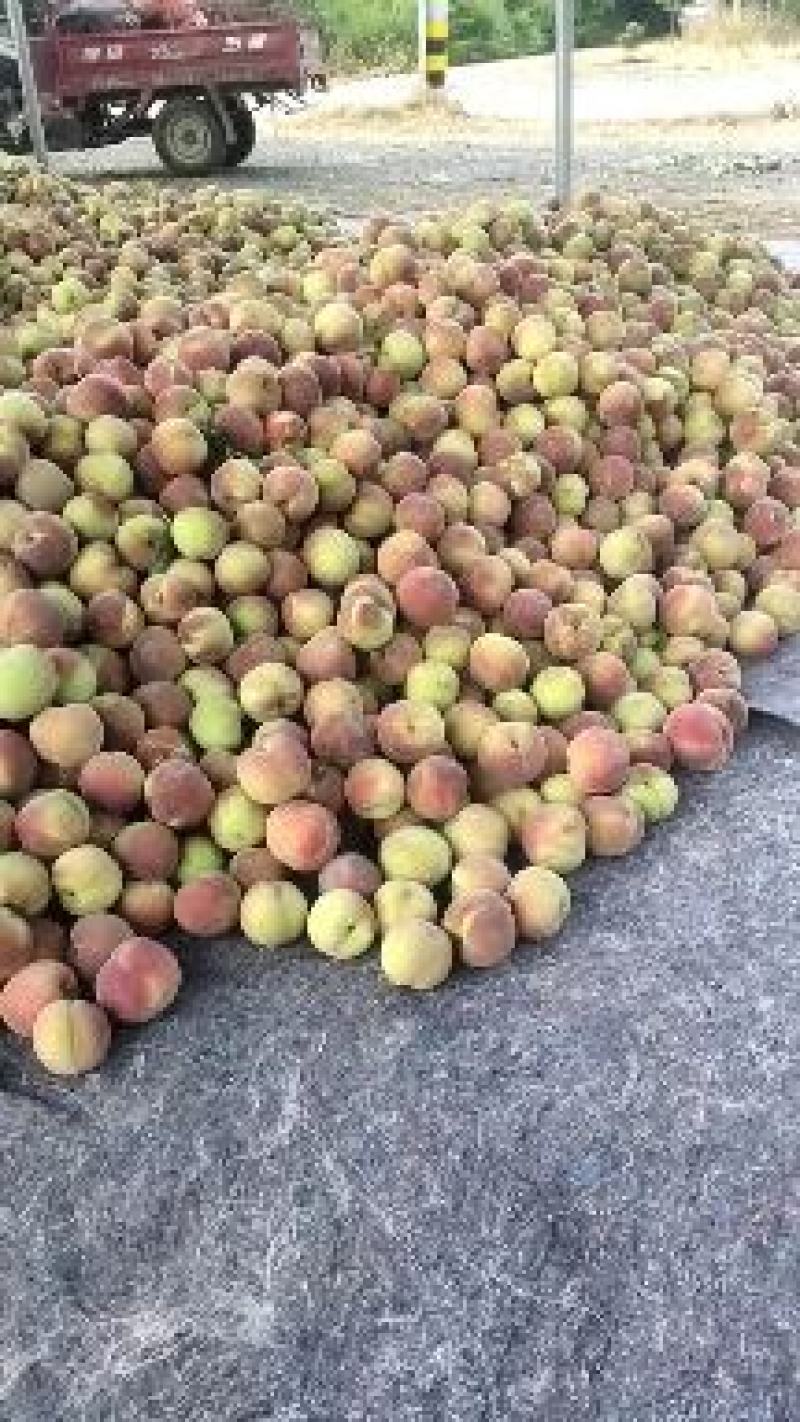 秋彤