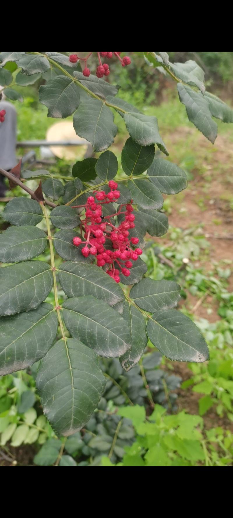 秦安大红袍花椒