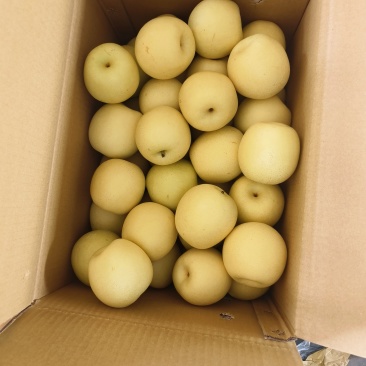 赵县皇冠梨