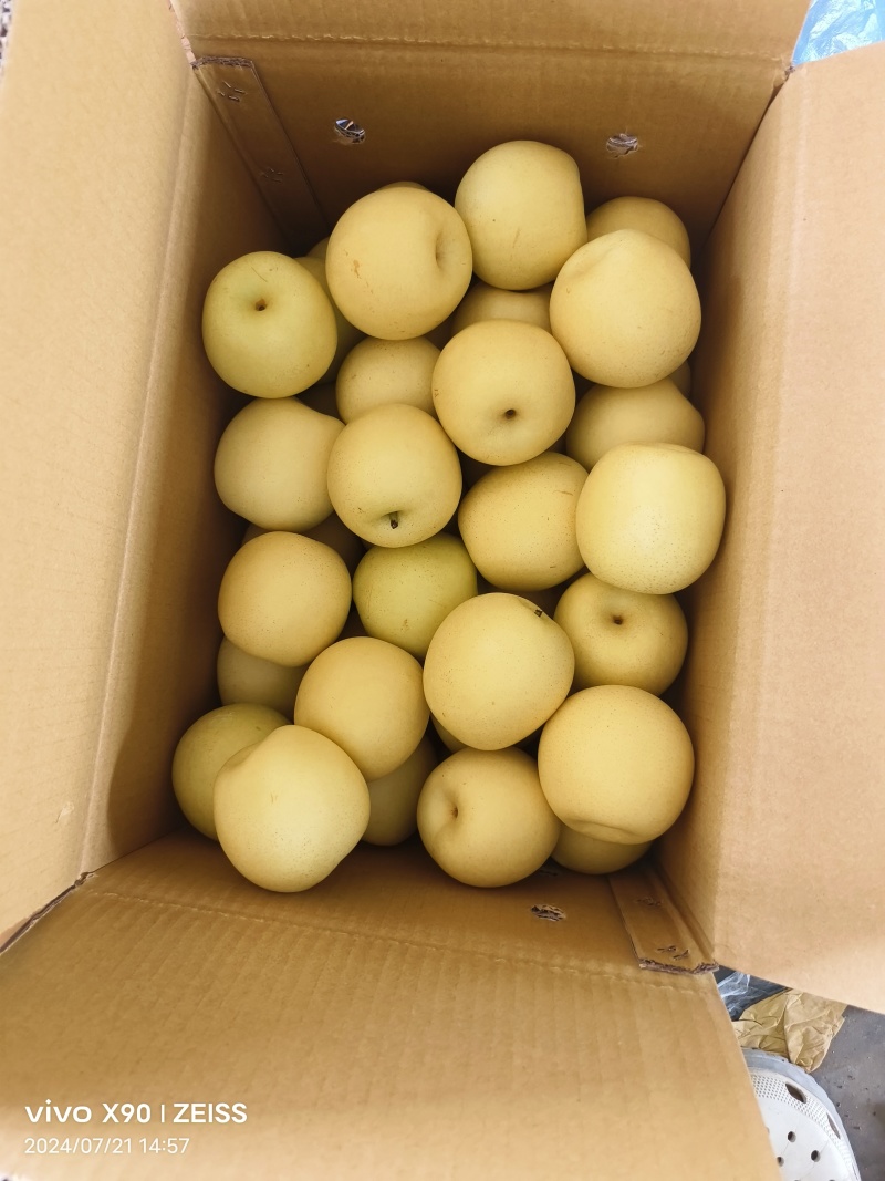 赵县皇冠梨