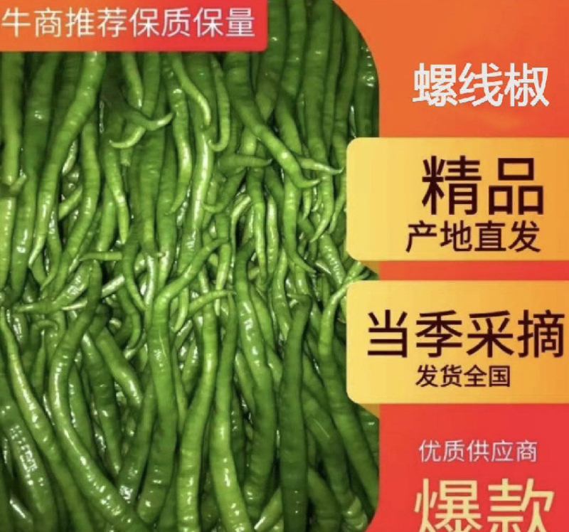 【今日推荐】陕西螺线椒线椒产地直发品质保证
