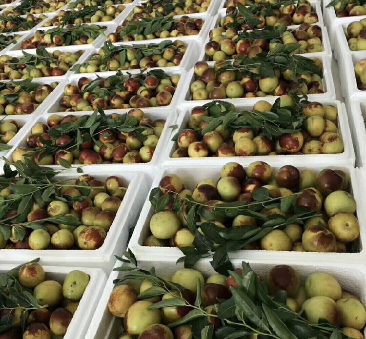 福建枣成熟期对比图表