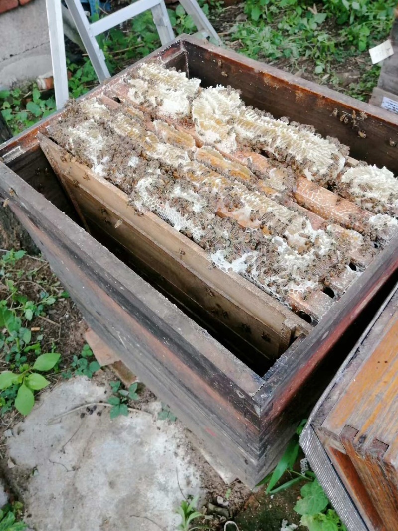 精品蜂蜜土蜂蜜批发价低品质保证可提供礼盒包装