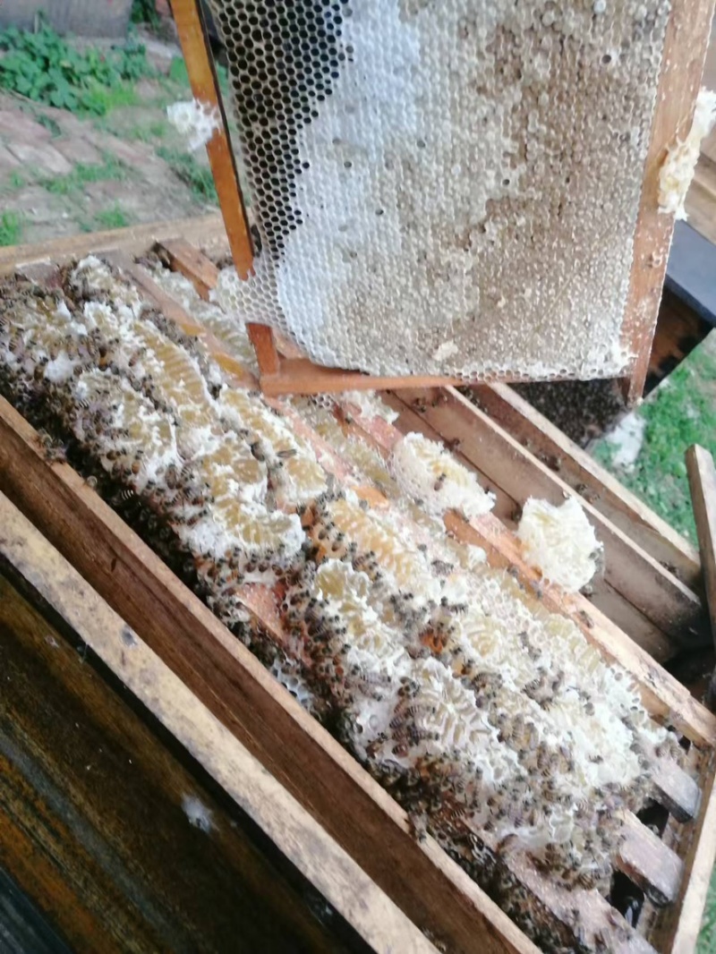 精品蜂蜜土蜂蜜批发价低品质保证可提供礼盒包装
