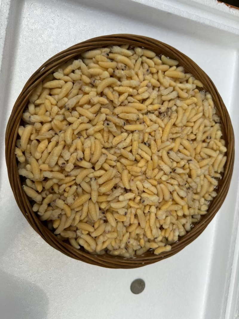 南丹县，精品蜂蛹一手货原大量供应，鲜货，冷冻货全部供应！