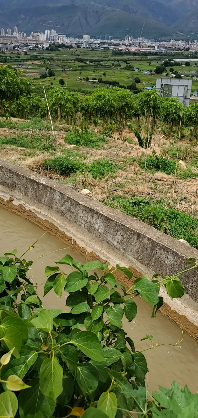 云南元江县100亩左右种热带水果.养殖基地出租海拔700