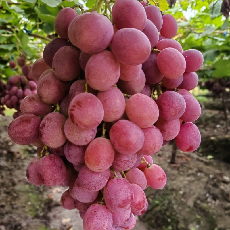 果园直销+精品红提+鲜果现摘