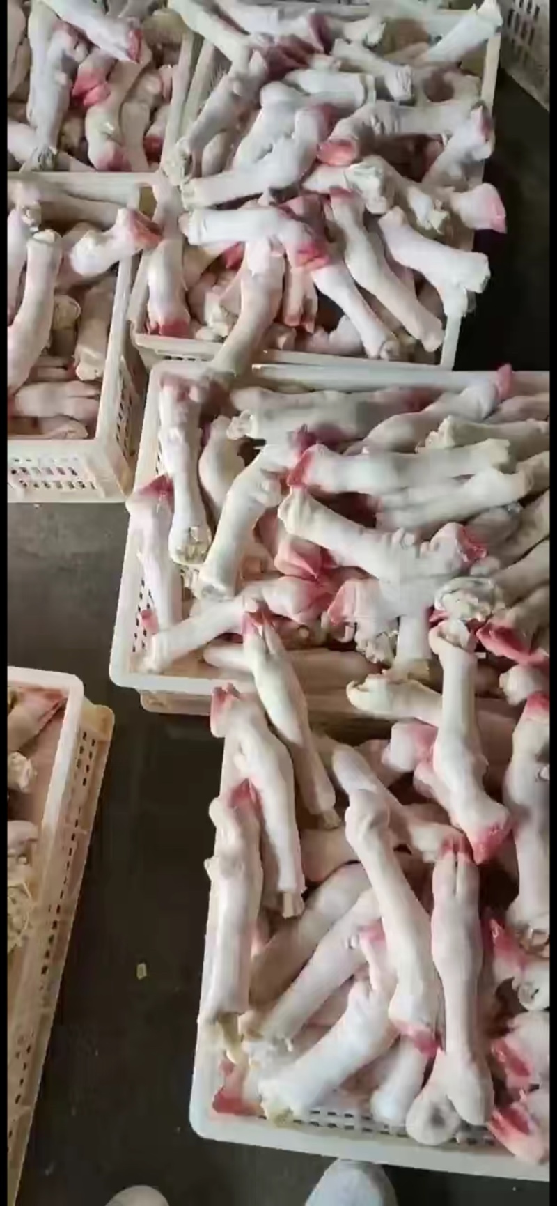 羊蹄纯干不抽筋不泡水欢迎各地客商洽谈合作