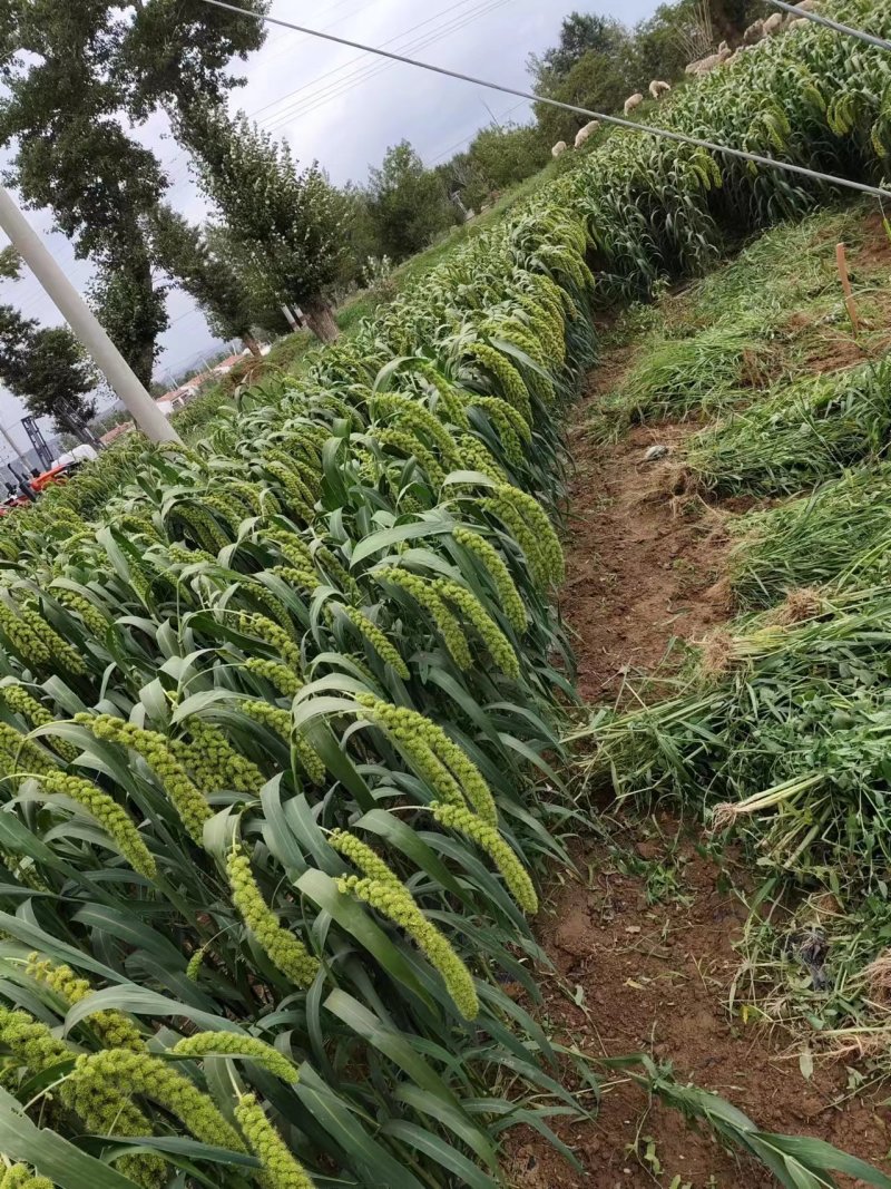 精品张杂13号产区直发保质保量供货对接全国采购商