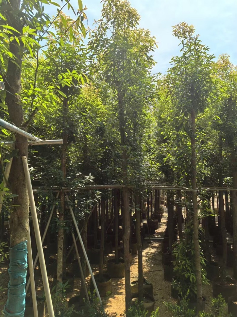 金丝楠木5～15公分产地直发规格齐全质量保证