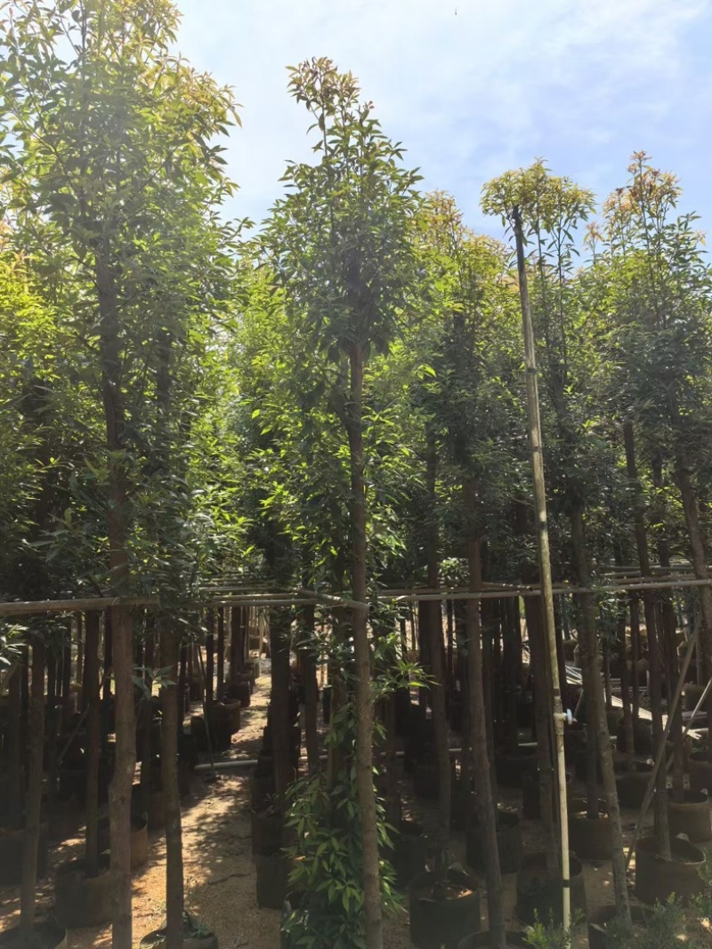 金丝楠木5～15公分产地直发规格齐全质量保证