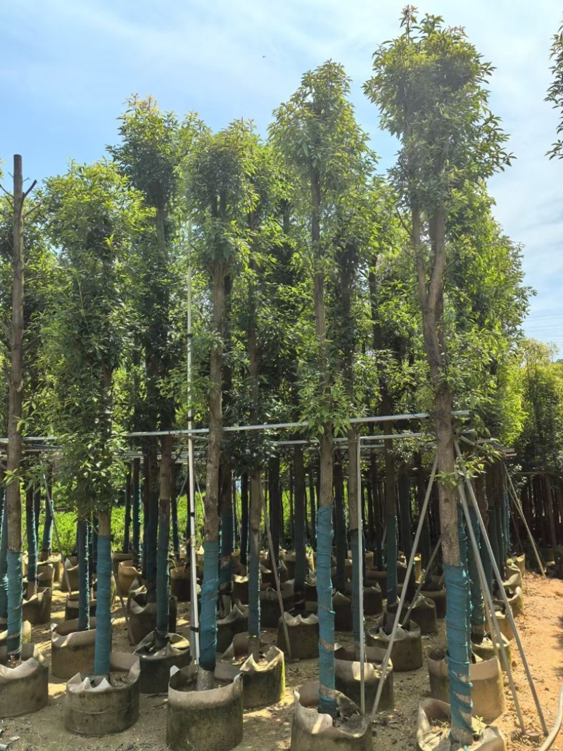 金丝楠木5～15公分产地直发规格齐全质量保证