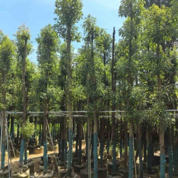 金丝楠木5～15公分产地直发规格齐全质量保证