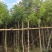 蓝花楹5～15公分产地直发规格齐全质量保证