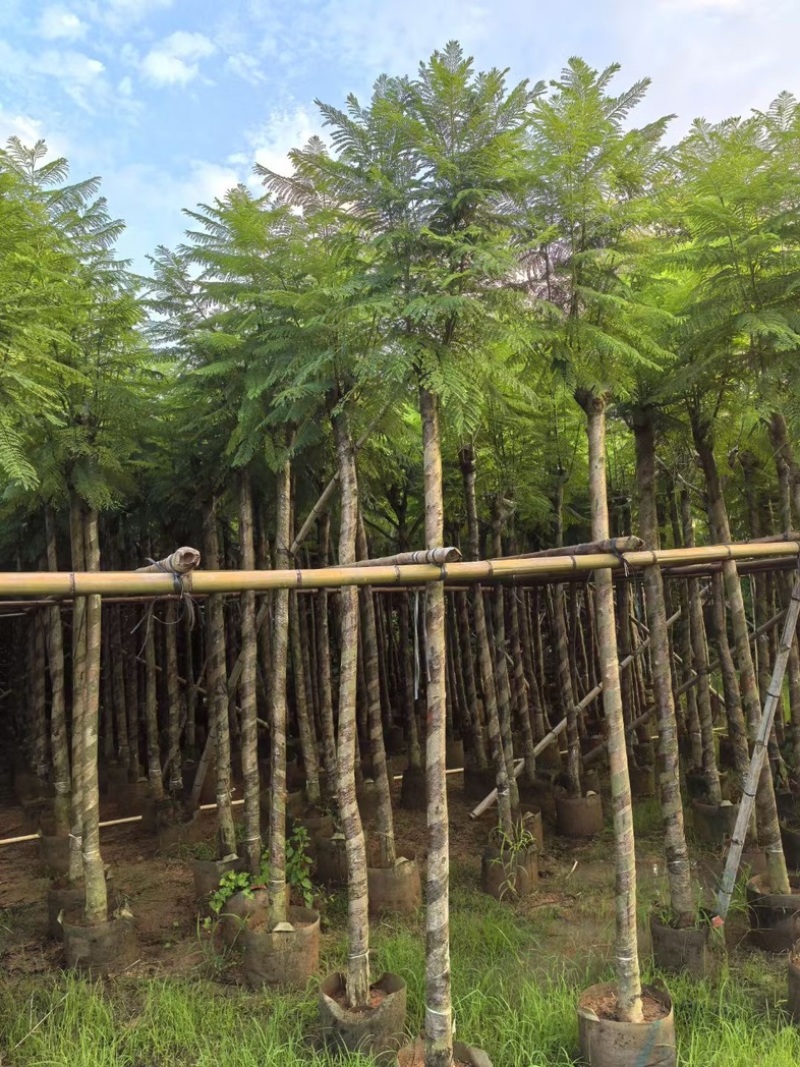 蓝花楹5～15公分产地直发规格齐全质量保证