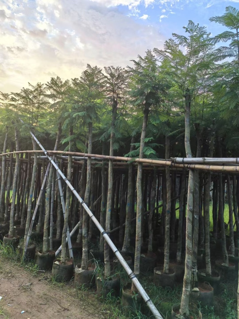 蓝花楹5～15公分产地直发规格齐全质量保证