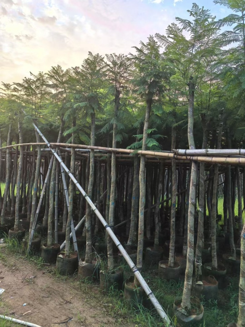 蓝花楹5～15公分产地直发规格齐全质量保证
