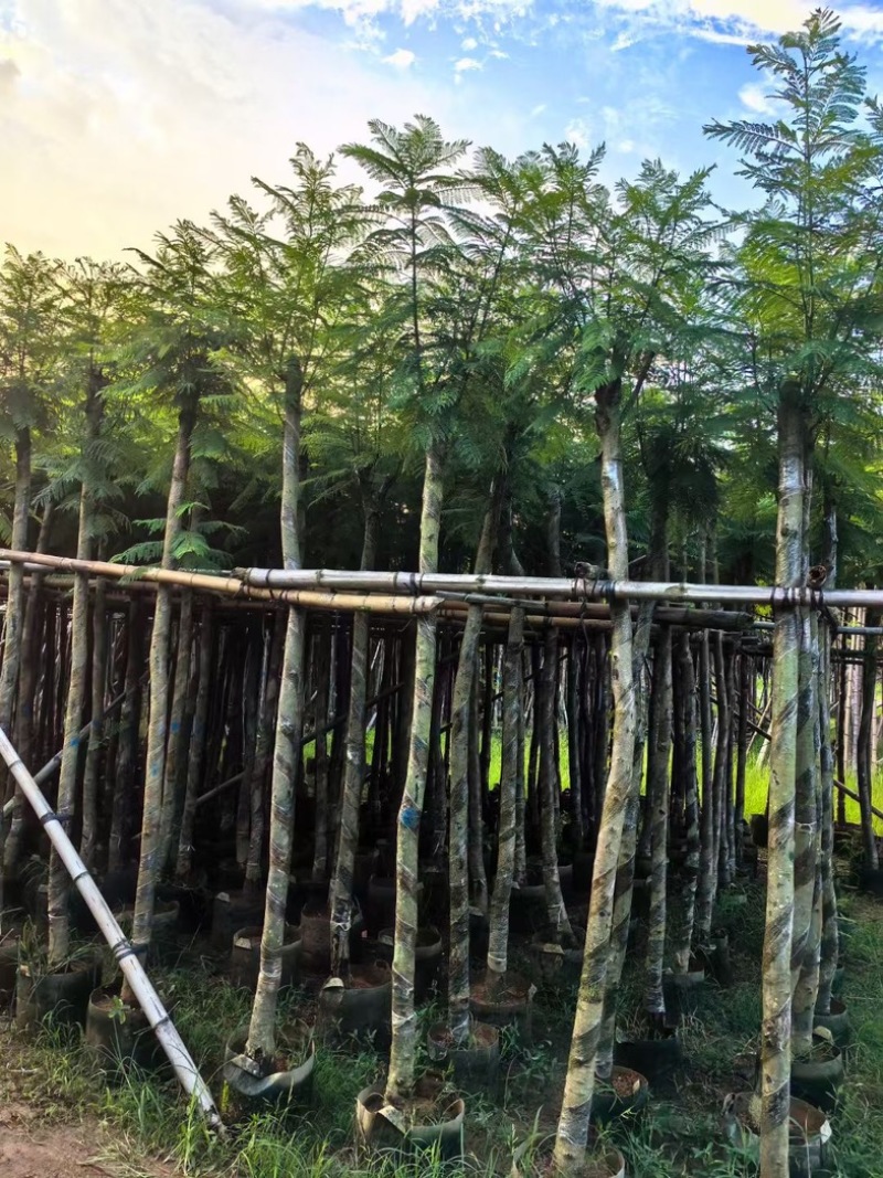 蓝花楹5～15公分产地直发规格齐全质量保证