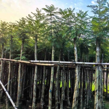 蓝花楹5～15公分产地直发规格齐全质量保证