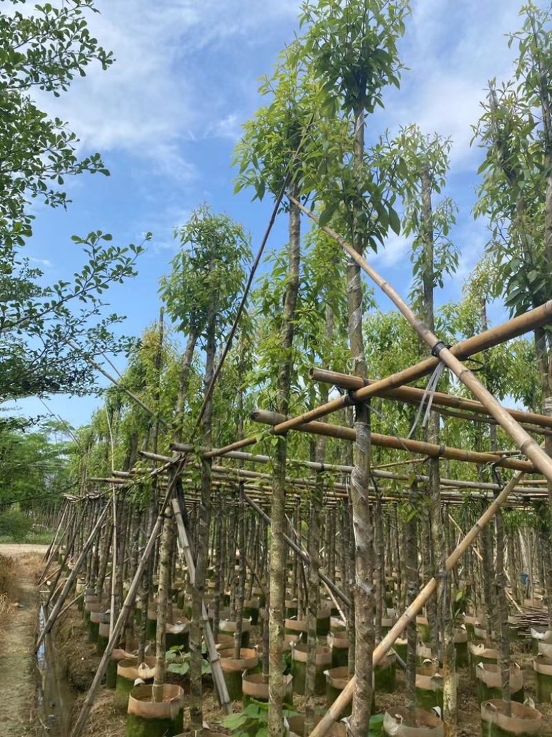 金丝楠木5～15公分产地直发规格齐全质量保证