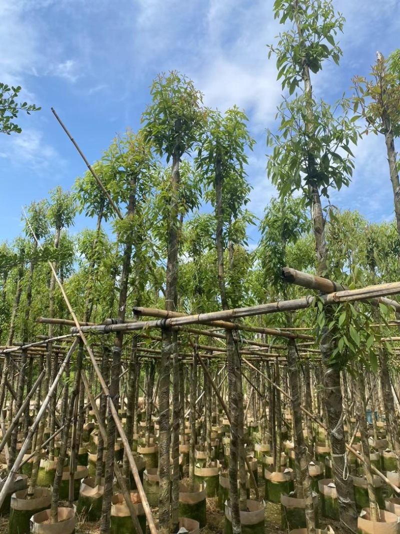 金丝楠木5～15公分产地直发规格齐全质量保证
