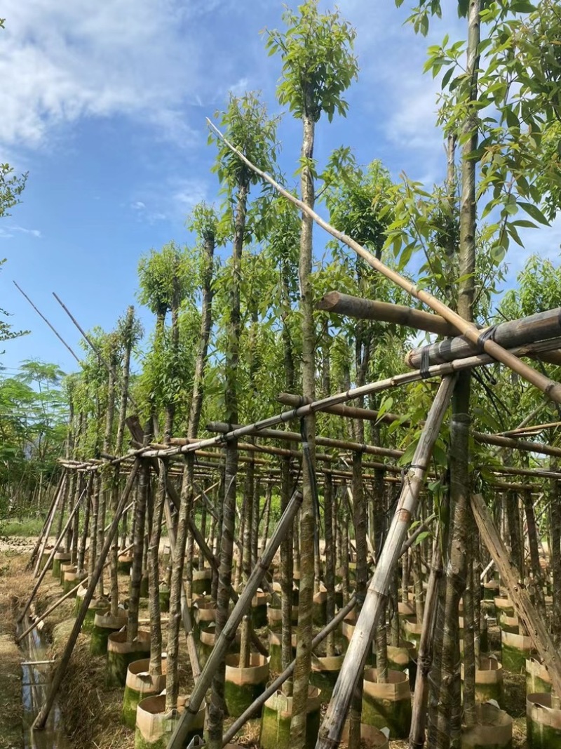 金丝楠木5～15公分产地直发规格齐全质量保证