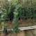 爬山虎80～1米产地直发规格齐全质量保证