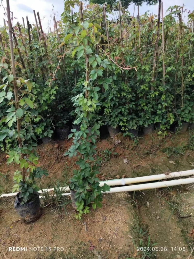 爬山虎80～1米产地直发规格齐全质量保证